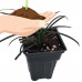 Black Dragon Mondo Grass Plants - Ophiopogon - 4" pot - Terrarium/Fairy Garden   
